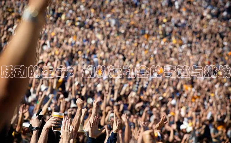 跃动的生命：动物运动会的奇迹与挑战